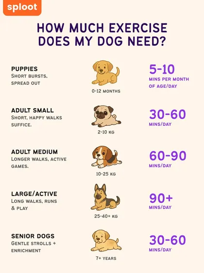 Is a 30-minute stroll enough? Or does your dog need a 90-minute run? This guide gives you a starting point for your dog's daily exercise needs based on their age, size, and energy levels, because every dog is different.