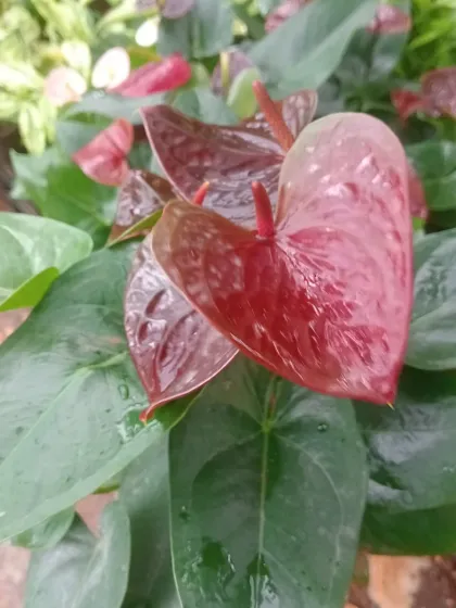 A unique, deep red or chocolate-colored Anthurium. I stock a wide variety of colors to match any home decor.