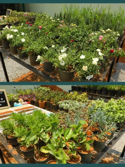 A look at our plant displays from the grand opening. On the top rack, we have beautiful flowering roses, and below is the setup for our "Make Your Own" succulent bar, ready for creativity.