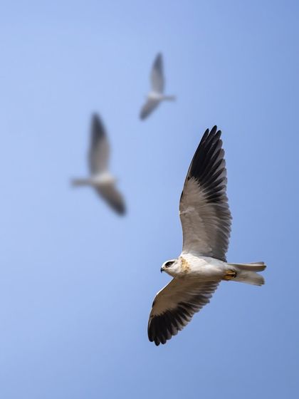 A black-winged kite in flight, with two others blurred in the background. This composition creates a sense of depth and movement, as if I was tracking the lead bird in a formation.