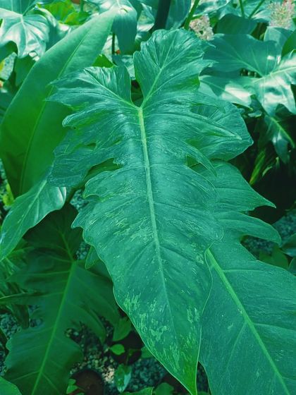 Aroid Collector's Corner photo 4