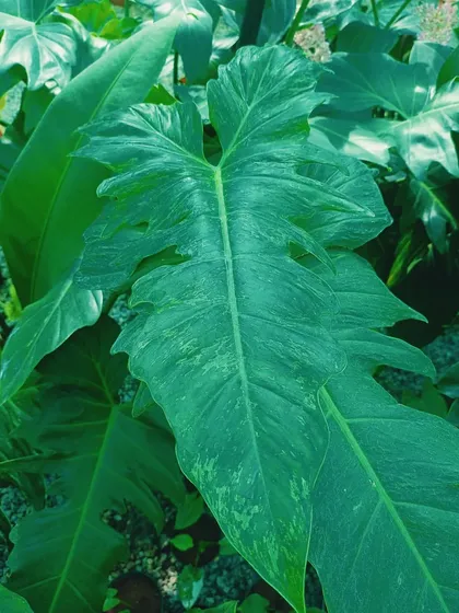 The Philodendron Golden Dragon is a stunning hybrid aroid. Its mature leaves develop a unique mottled variegation and a dragon-head shape, making it a fantastic centerpiece for any collection.