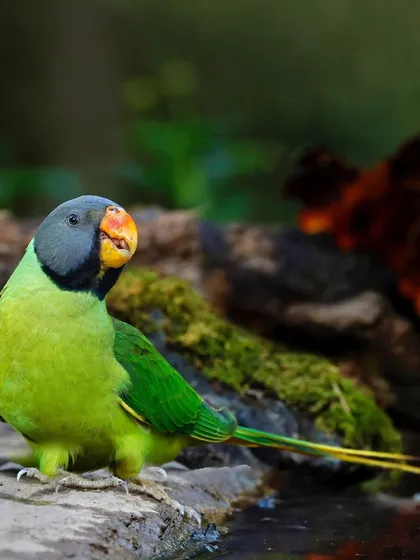 A Slaty-headed Parakeet stands on a mossy rock near a pool of water. The setting suggests the bird has come down from the trees to drink or bathe.