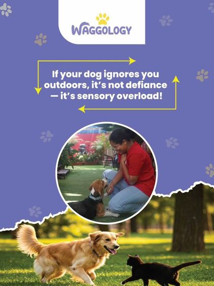 If your dog ignores you outdoors, it's often due to sensory overload, not defiance. This graphic explains how new environments can be overwhelming. The images show me working with dogs in stimulating outdoor and social settings.