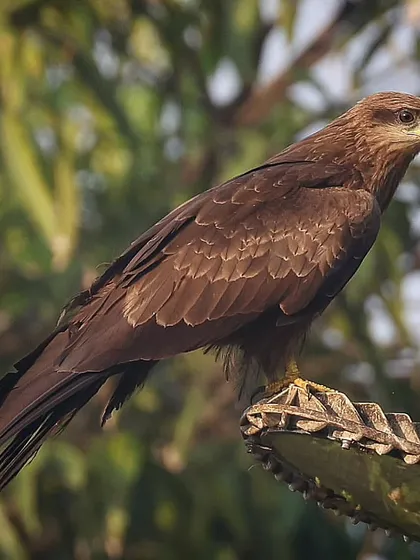This Black Kite was perched on a rooftop in Mumbai, a perfect example of urban wildlife adaptation. These raptors have thrived in cities by adjusting their diet, often hunting near markets or garbage dumps, showcasing their intelligence and resilience.