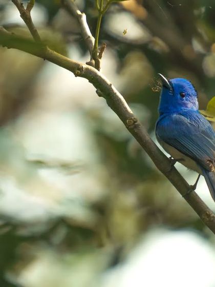 A stunning male Black-naped Monarch, its brilliant blue color standing out against the foliage. This portrait captures a rare and beautiful forest dweller.