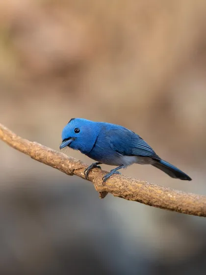 The Black-naped Monarch, a small but striking blue flycatcher. This detailed shot captures its tiny black nape and crest.