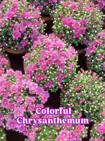 A field of colourful Chrysanthemums, a popular flower for winter gardens.