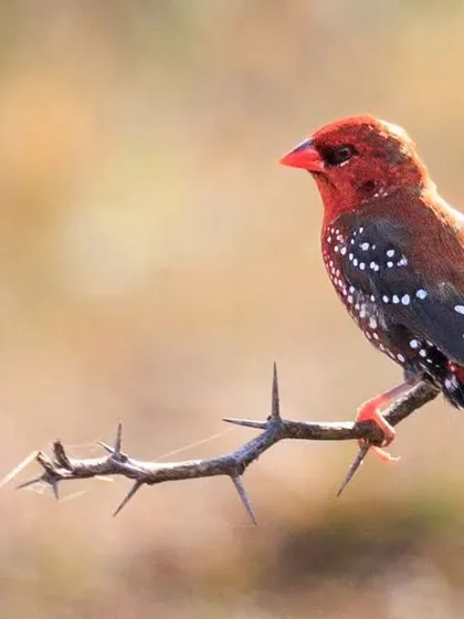 The Red Munia, also called the Strawberry Finch. The breeding male is a spectacular sight, with a bright red body speckled with white spots, just like a strawberry.