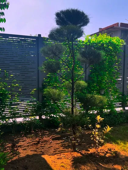 A sculpted pine tree stands before a decorative screen, adding a touch of Japanese garden influence to the poolside landscape.