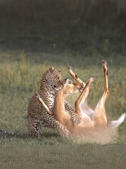 A closer perspective on the raw reality of the hunt. This image captures the precise, powerful grip of the leopard, a master predator at the peak of its skill.
