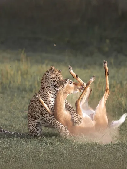 A closer perspective on the raw reality of the hunt. This image captures the precise, powerful grip of the leopard, a master predator at the peak of its skill.