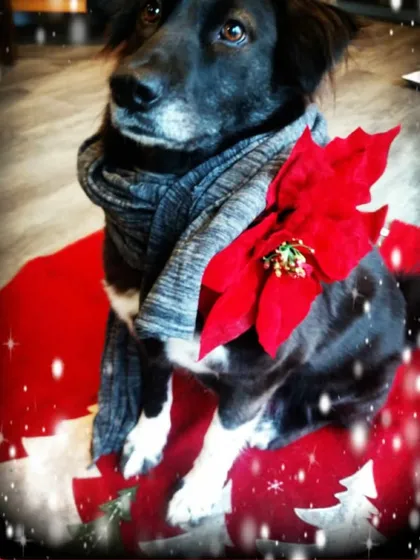 Gauri, the rescued indie dog, looking festive and happy in her new home in the USA. This is the "after" I work so hard for.