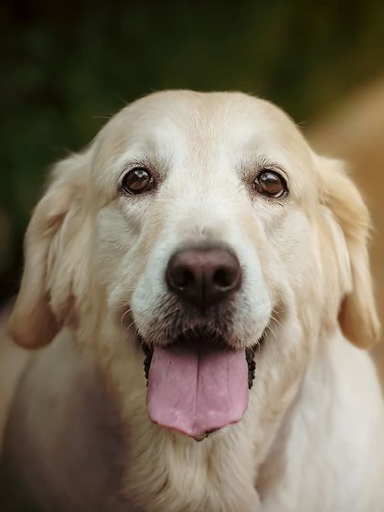 Sometimes, all you need is that one happy, tongue-out-Tuesday kind of photo. This Golden Retriever’s joyful expression is infectious, and it’s exactly the kind of heartwarming portrait that can brighten any room.