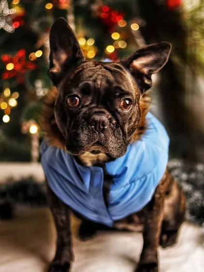 This was the best kind of product photoshoot, with my favorite muses. This is my French Bulldog in a stylish blue winter coat, looking straight at the camera with his adorable face.
