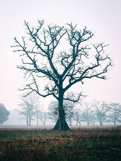 A lone, leafless tree standing in a foggy field in Bardiya National Park, Nepal. The minimalist composition creates a moody and atmospheric nature photograph.