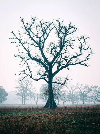 A lone, leafless tree standing in a foggy field in Bardiya National Park, Nepal. The minimalist composition creates a moody and atmospheric nature photograph.