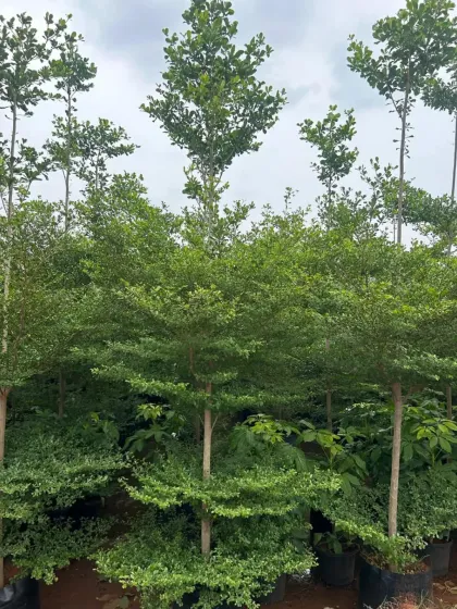 A group of Terminalia mantaly trees, also known as the Madagascar Almond tree, prized for their distinctive tiered branching structure.