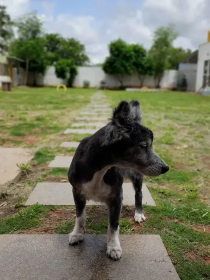 Meet Diva, our lovely 18-year-old guest. We have a special place in our hearts for senior dogs and provide them with the extra comfort, gentle attention, and care they deserve in their golden years.