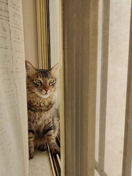 Aditi - In-Home Pet Sitting Meet the Whole Gang photo 21