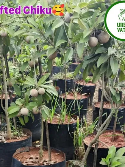A grafted Chiku (Sapodilla) plant from our nursery, already bearing fruit in the bag.