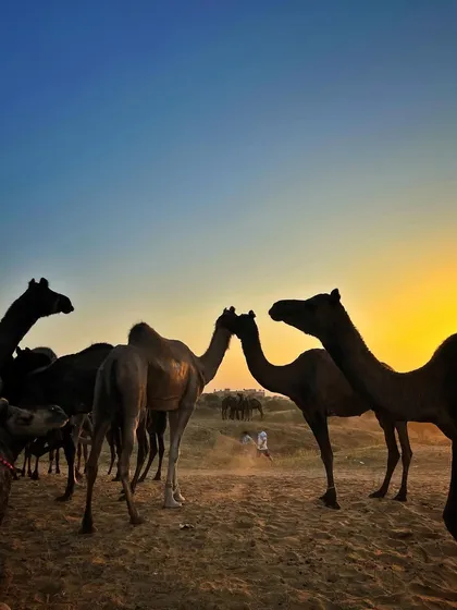 Camels silhouetted against a colorful dusk sky. I love playing with light and shadow to create evocative and memorable images.