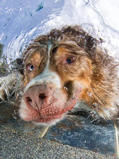 A dog taking a little break at the edge of the pool. We make sure to capture the moments in between the dives, showing your pet's personality in and out of the action.