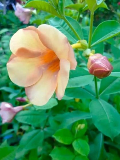 A beautiful peach-colored Allamanda flower. These are tropical flowering vines that can be grown in pots.