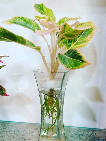 This pink-tinged Aglaonema looks stunning in a flared glass vase. Hydroponics allows you to appreciate the beauty of the plant's roots as well.