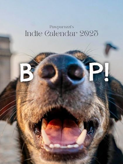 The cover of my 2025 "Boop!" charity calendar, featuring a joyful Indie dog. All proceeds from this calendar go towards helping street dogs in need.
