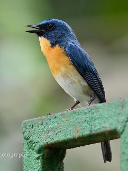 Avian Wonders of India photo 12