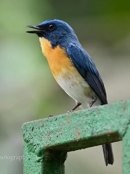A Tickell's Blue Flycatcher perches on a man-made railing, its short metallic song revealing its presence. These birds can be quite confiding, offering wonderful views even in urban settings.
