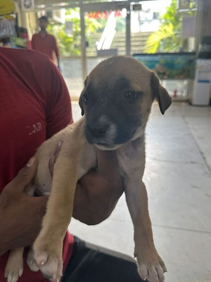 Meet another puppy from the same litter, a charming male with a distinctive dark muzzle. He is being held by one of our volunteers and is ready to be a loyal companion.