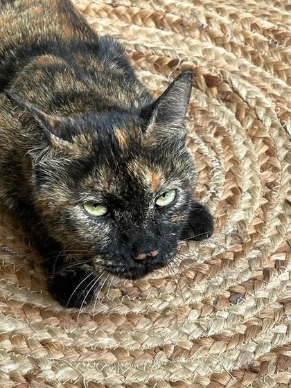 This is my other girl, Stormy. She's a beautiful tortie with a whole lot of 'tortitude'.