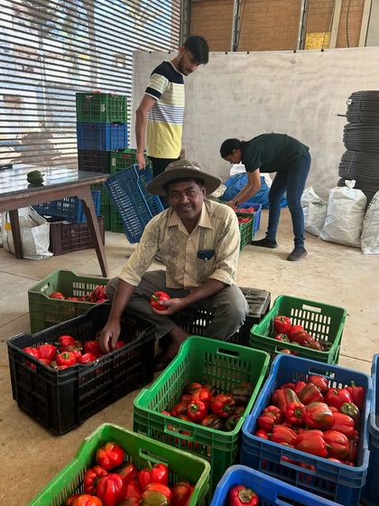 A farmer proudly sits with crates full of freshly harvested red bell peppers. This is the result of months of hard work and dedication to sustainable growing practices.
