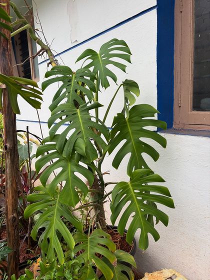 A Closer Look: The Beauty of Foliage photo 9