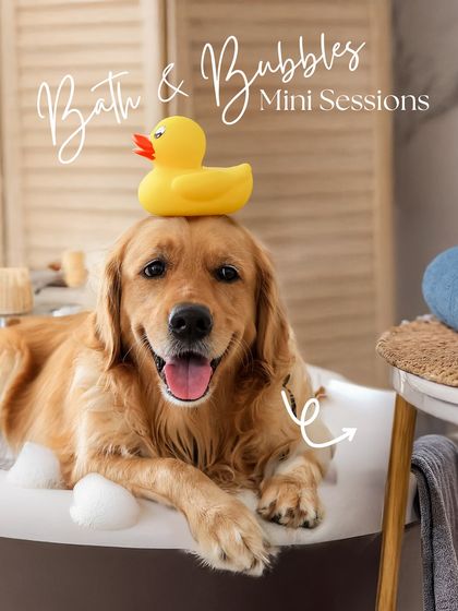 Priyanka - Themed & Special Occasion Pet Photography Imaginative Studio Sets photo 12