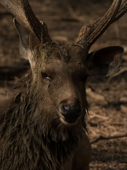 A close-up portrait of a Sambar Deer with mud and grass on its antlers and fur.