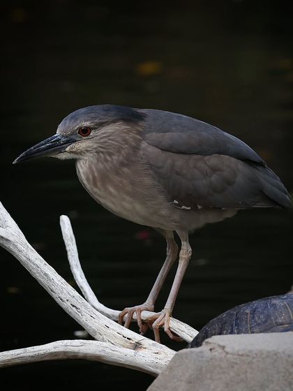 Waders, Ducks & Waterbirds photo 16