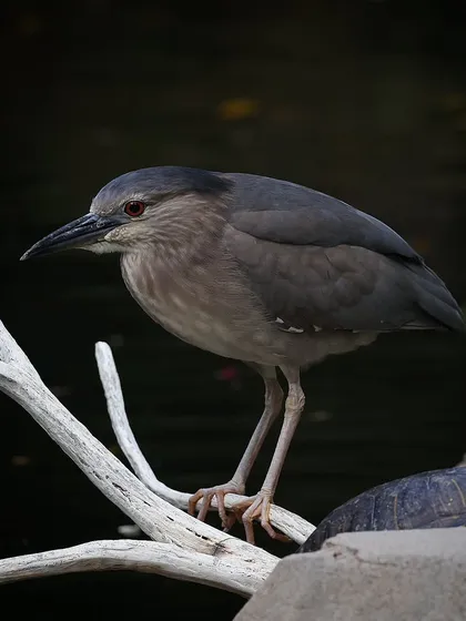 The red-eyed gaze of a Black-crowned Night Heron. This specimen was hunting patiently from a dead branch, staying motionless for several minutes as it watched for prey in a lake in Hong Kong.