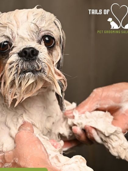 Tails of the City - Pet Spa & Creative Styling From Our Photo Shoots photo 10