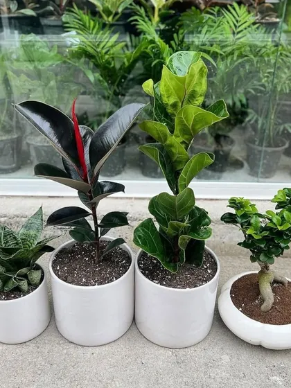 We offer curated plant combos, like this set featuring a Snake Plant, Rubber Plant, Fiddle Leaf Fig, and a Ficus Bonsai, all in clean white ceramic pots.