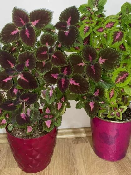 Two different varieties of Coleus in matching pink pots. They show the incredible diversity of colors and patterns in this plant family.