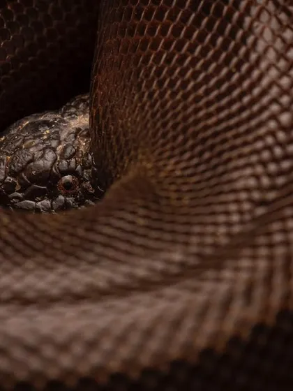 A Red Sand Boa coiled up. The texture of its scales and the deep, earthy color create an abstract and beautiful pattern.