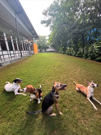 Our spacious, grassy lawn is where the magic happens. It's a secure space for supervised play, socialization, and simply soaking up the sun. We ensure our facility is always clean and inviting, giving dogs plenty of room to run, play, and relax comfortably.