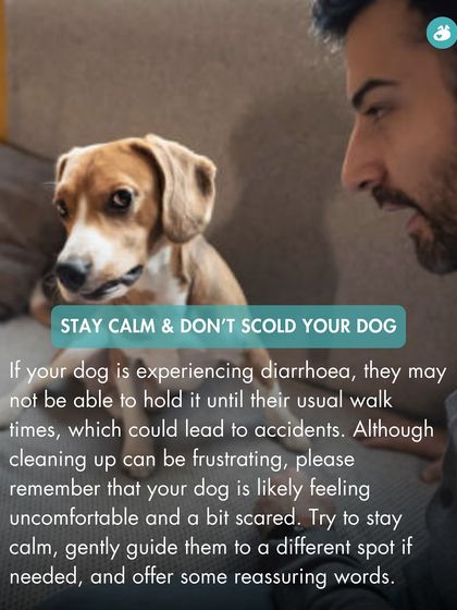 The Pack - Online Pet Parent Community Expert Advice You Can Trust photo 16