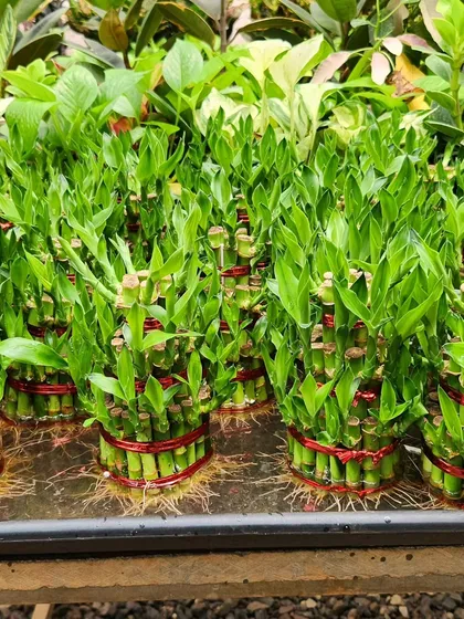 Lucky Bamboo is technically a type of Dracaena, not bamboo. It's a very popular plant for bringing good fortune and can be grown easily in water or soil.