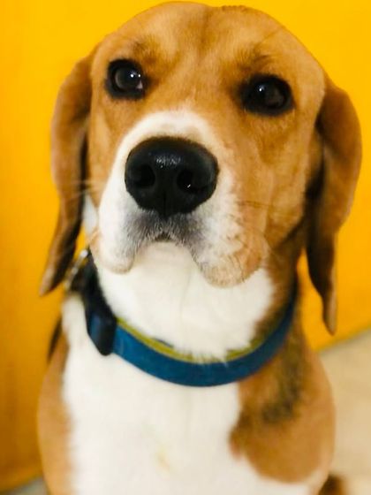 A stunning close-up of our Beagle guest. His expressive face tells a story of a happy, well-loved pup.