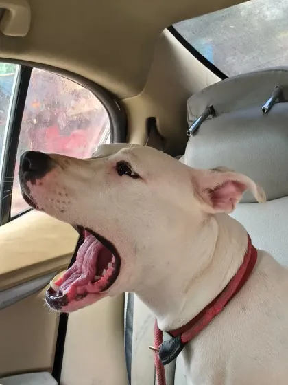 A big yawn from a relaxed passenger. This is a sign of a comfortable and stress-free journey, which is what I aim for in every single trip.