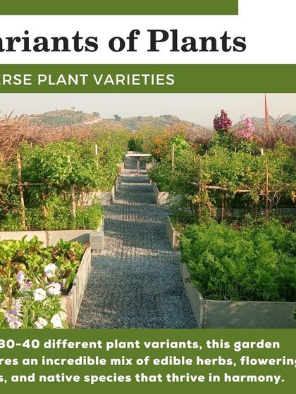 The garden features 30-40 different plant varieties, including a mix of edible herbs, flowering plants, and native species that create a harmonious and biodiverse ecosystem.